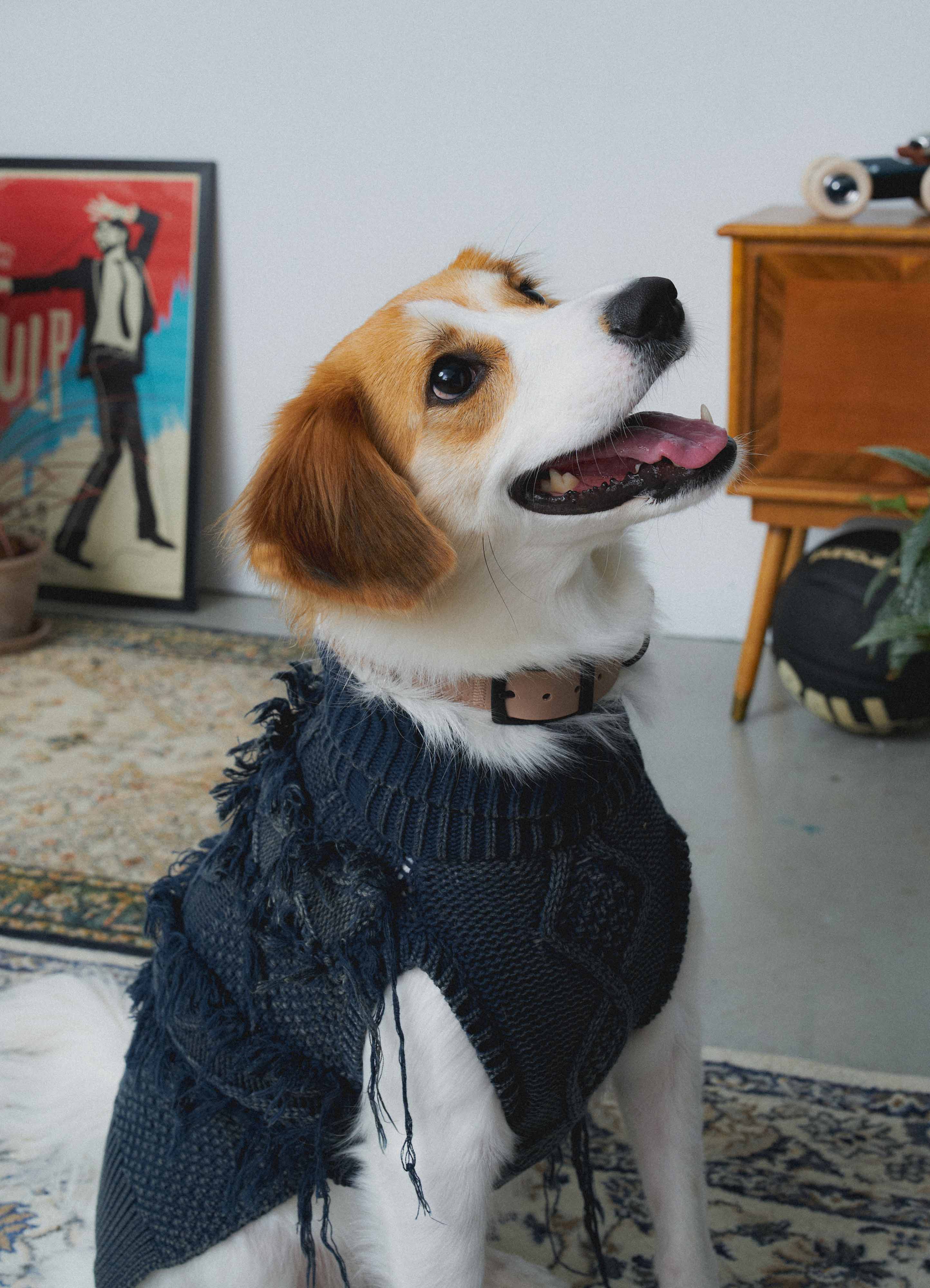 MULTI LAB | Pet Knitwear Workshop